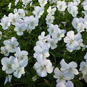 Viola (C) 'Icy but Spicy' GM P9