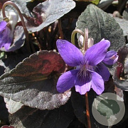 Viola labradorica GM P9