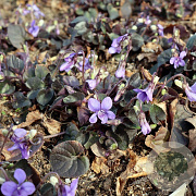 Viola labradorica GM P9