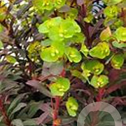 Euphorbia amygdaloides 'Walbertons Ruby Glow' GM P9