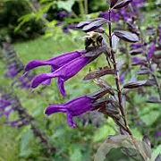 Salvia 'Amistad' GM P9