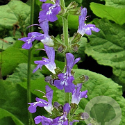 Salvia forskaohlei GM P9