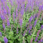 SALVIA NEMOROSA 'TÄNZERIN' GM P9