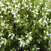 Salvia officinalis 'Albiflora' GM P9