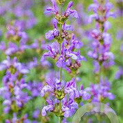 Salvia officinalis 'Grete Stoelzle' GM P9