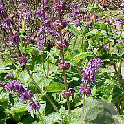Salvia verticillata GM P9