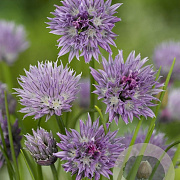 Allium schoenoprasum GM P9
