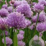 Allium schoenoprasum GM P9