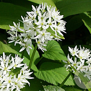 Allium ursinum GM P9
