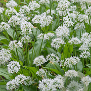 Allium ursinum GM P9