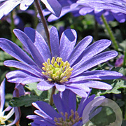 Anemone blanda 'Blue Shades' GM P9