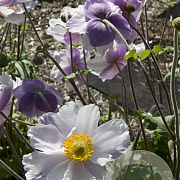 Anemone Dreaming Swan GM P9