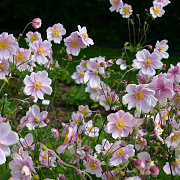 Anemone hyb. 'Elegans' GM P9