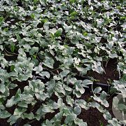 Arum italicum GM P9
