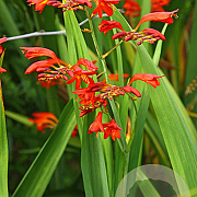 Crocosmia 'Emberglow' GM P9