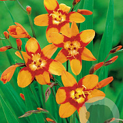 Crocosmia 'Emily McKenzie' GM P9