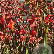 Crocosmia 'Red King' GM P9