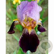 Iris (G) 'Ambassadeur' GM P9
