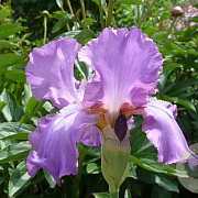 Iris (G) 'Amethyst Flame' GM P9