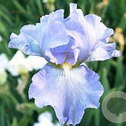 Iris (G) 'Babbling Brook' GM P9