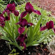 Iris (P) 'Cherry Garden' GM P9
