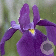 Iris ensata GM P9