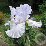 Iris (G) 'Glacier' GM P9