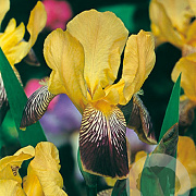 Iris (G) 'Helge' GM P9