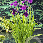 Iris kaempferi GM P9