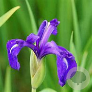 Iris laevigata GM P9
