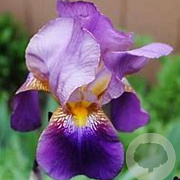 Iris (G) 'Lent A. Williamson' GM P9