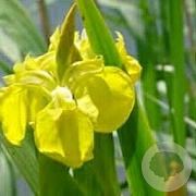 Iris pseudacorus GM P9
