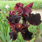 Iris (G) 'Red Orchid' GM P9