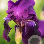 Iris (G) 'Sable' GM P9