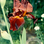 Iris (G) 'Sultan's Palace' GM P9