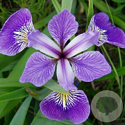 Iris versicolor GM P9