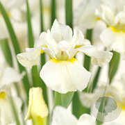 Iris (G) 'White Knight' GM P9