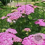 Achillea millefolium 'Appleblossom' GM P9