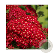 Achillea millefolium 'Desred' GM P9