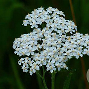 Achillea millefolium 'White Beauty' GM P9