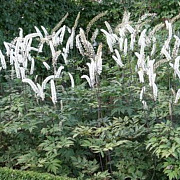 Actaea simplex 'Atropurpurea' GM P9