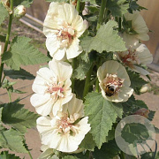 Alcea 'Park Allee' GM P9