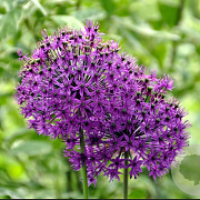 Allium aflatunense 'Purple Sensation' GM P9
