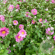 Anemone hybrida 'Monika' GM P9