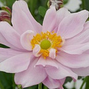 Anemone hybrida 'Mont Rose' GM P9