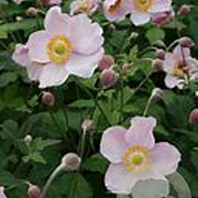 Anemone hybrida 'OuvertÃ¼re' GM P9