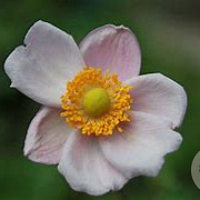 Anemone hybrida 'Richard Ahrens' GM P9
