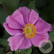 Anemone hybrida 'Rosenschale' GM P9