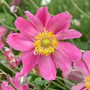 Anemone hybrida 'RotkÃ¤ppchen' GM P9