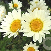 Anthemis hybrida 'Sauce Hollandaise' GM P9